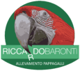 Riccardo Baronti – Allevatore Pappagalli a mano