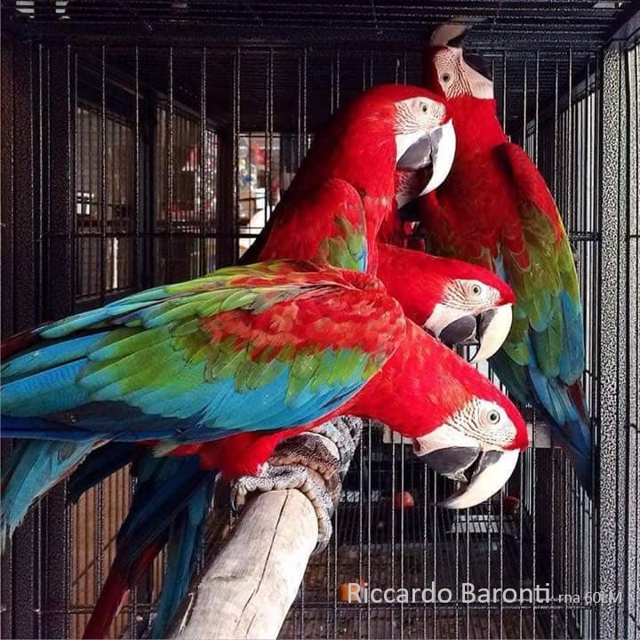 Ara Chloroptera - immagine 7