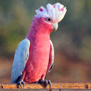 CACATUA ROSA